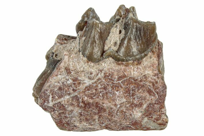 Fossil Oreodont (Merycoidodon) Jaw Section - South Dakota #300312